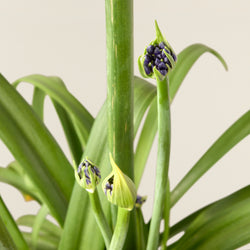 Agapanthus blau (Schmucklilie)
