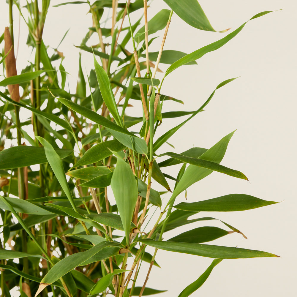 Bambus Pflanze (Fargesia Murieliae grün)