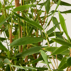 Bambus Pflanze (Fargesia Murieliae grün)