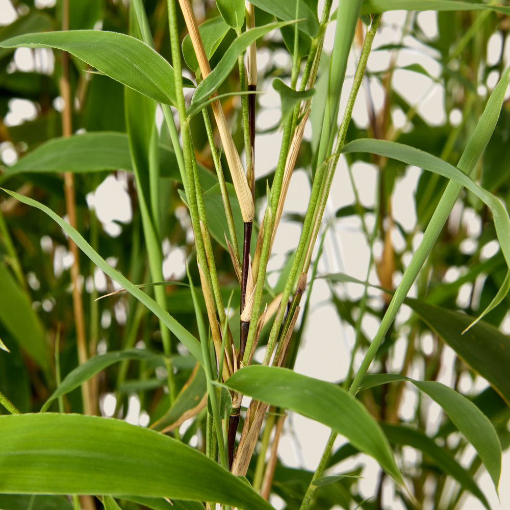 Bambus Fargesia (schwarz)