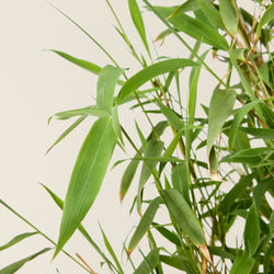Bambus Fargesia (schwarz)
