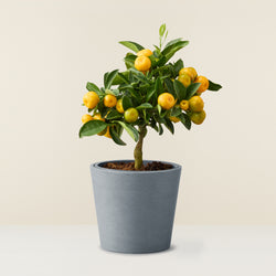 Calamondin (Orangenbaum) - mini