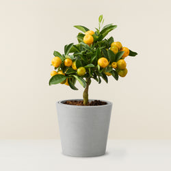 Calamondin (Orangenbaum) - mini
