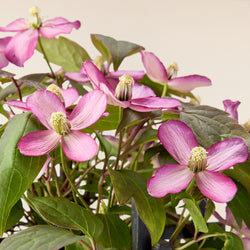 Clematis Montana Fincent (Waldrebe)