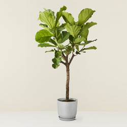 Ficus Lyrata (Geigenfeige)