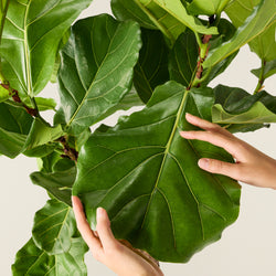 Ficus Lyrata (Geigenfeige)