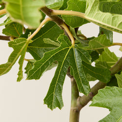 Feigenbaum (Ficus carica)