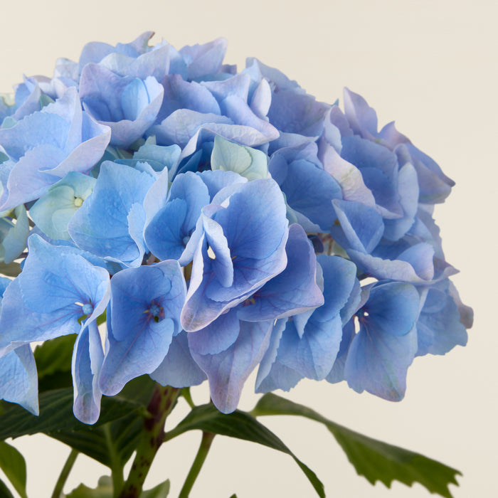 Hortensie Blau (Hydrangea Macrophylla)