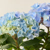 Hortensie Blau (Hydrangea Macrophylla)
