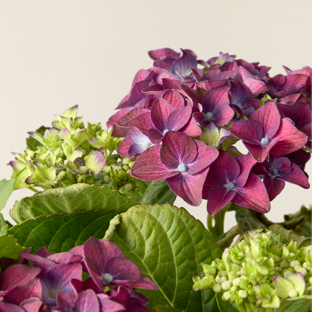 Hortensie Malve (Hydrangea Macrophylla)