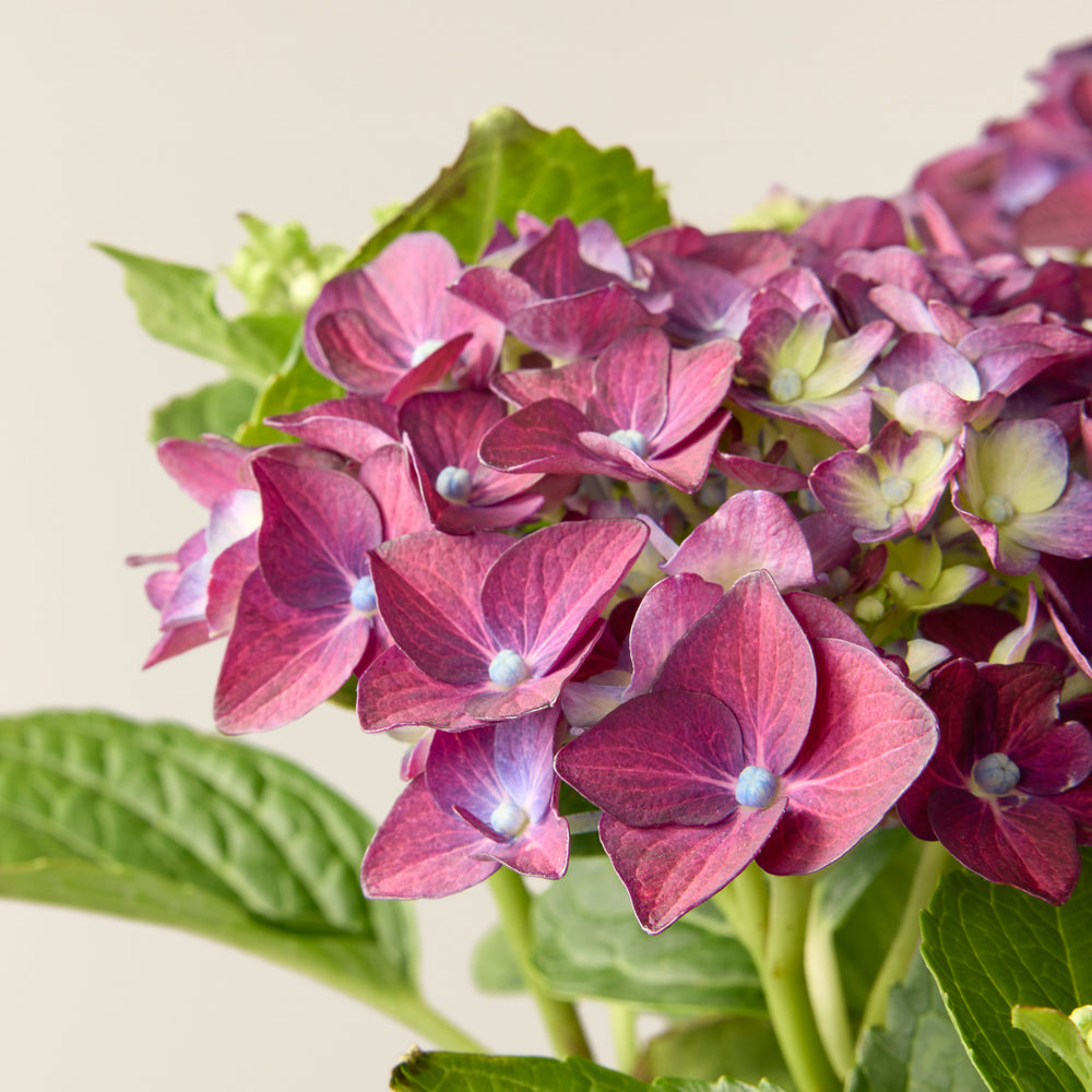 Hortensie Malve (Hydrangea Macrophylla)