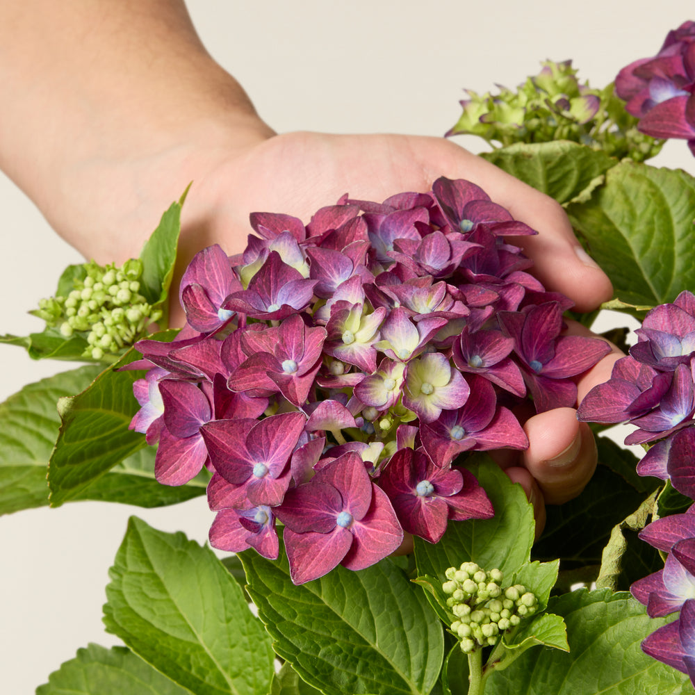 Hortensie Malve (Hydrangea Macrophylla)