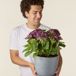 Hortensie Malve (Hydrangea Macrophylla)