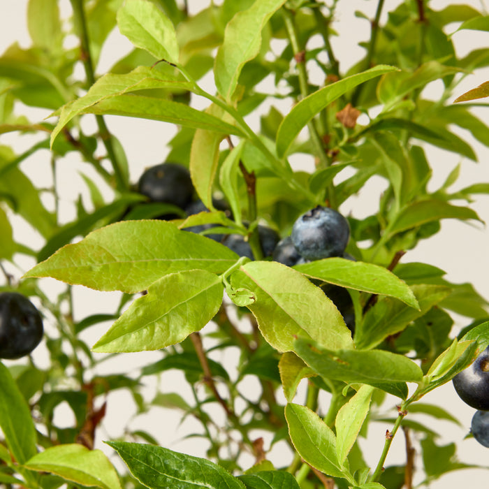 Blaubeeren (Vaccinium Corymbosum)