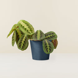 maranta-leuconeura-calathea_1