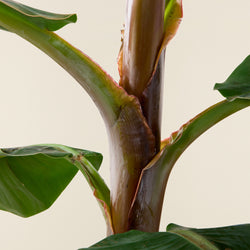 Bananenbaum Musa XL