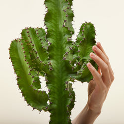 Kaktus Euphorbia (Wolfsmilch)