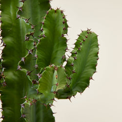 Kaktus Euphorbia (Wolfsmilch)