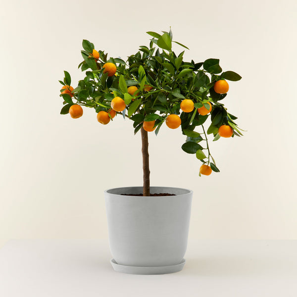 Calamondin (Orangenbaum)