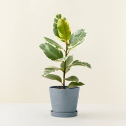 Gummibaum (Ficus) 'tinneke'