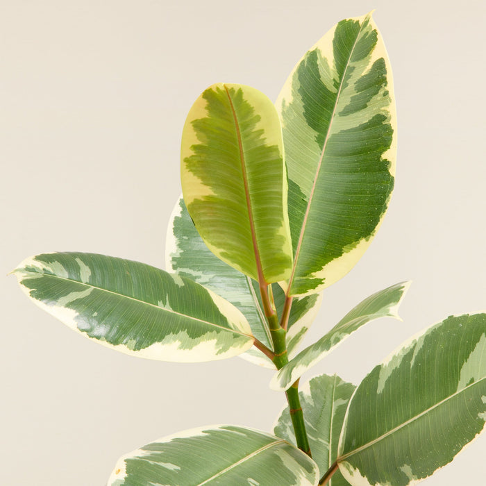 Gummibaum (Ficus) 'tinneke'
