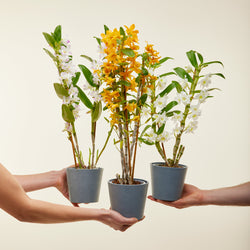 Trio Bambus-Orchideen