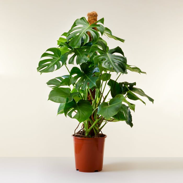 Monstera deliciosa (Fensterblatt) 125cm | Lieferung von Zimmerpflanzen |  Flowy
