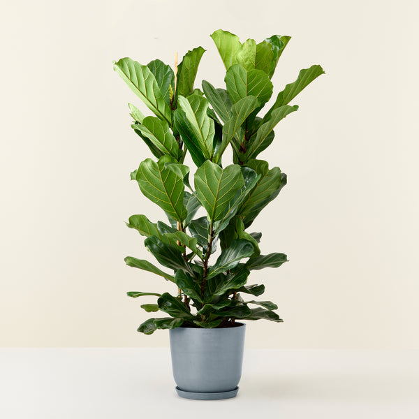 Ficus Lyrata (Geigenfeige) XL