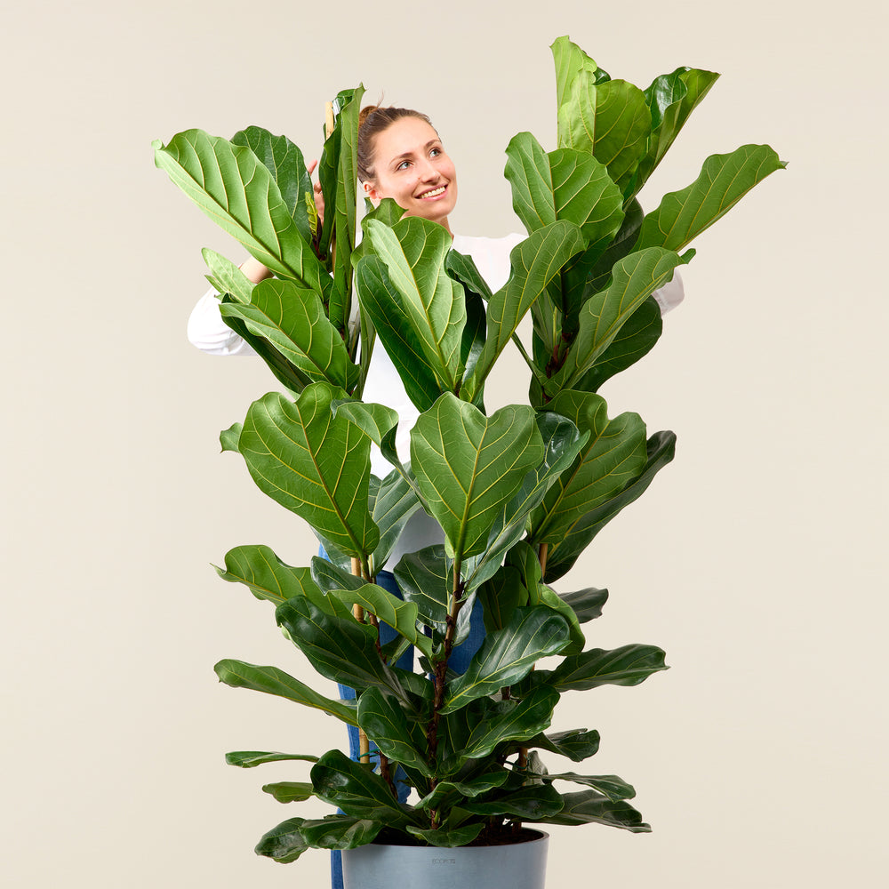 Ficus Lyrata (Geigenfeige) XL