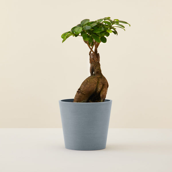 Ficus Ginseng (mini)