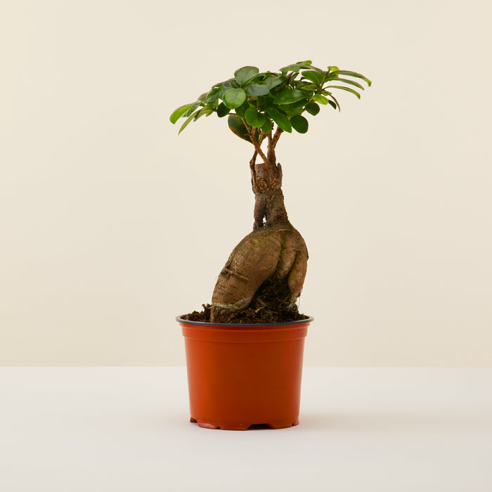 Ficus Ginseng (mini)