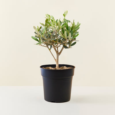 Olivenbaum Mini 