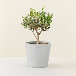 Olivenbaum Mini 