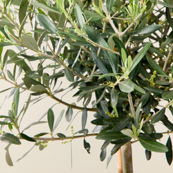 Olivenbaum XL