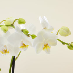 Orchidee Phalaenopsis multiflora Weiß
