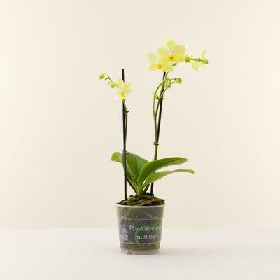 Gelbe Orchidee Phalaenopsis Multiflora