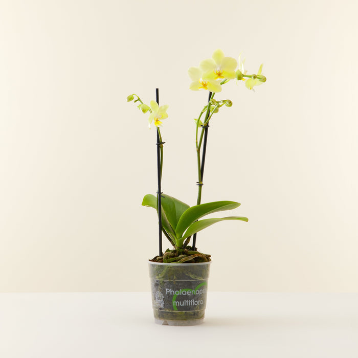 Gelbe Orchidee Phalaenopsis Multiflora