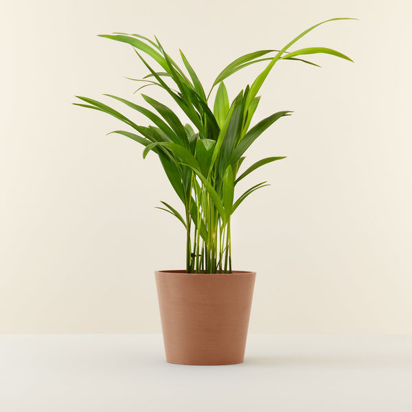 Goldfruchtpalme (Mini-Areca-Palme)