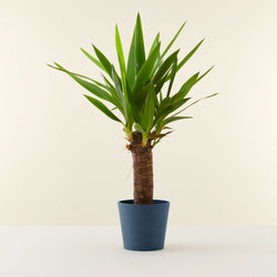 Yucca-Palme (Palmlilie)
