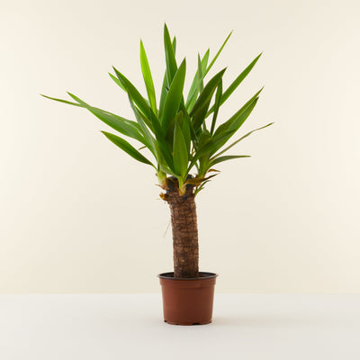 Yucca-Palme (Palmlilie)