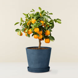 Calamondin (Orangenbaum)
