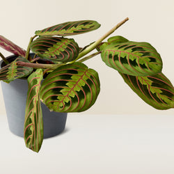 Gebetspflanze (Maranta leuconeura)