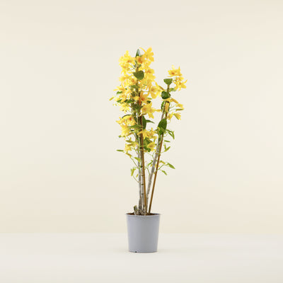 Gelbe Bambusorchidee