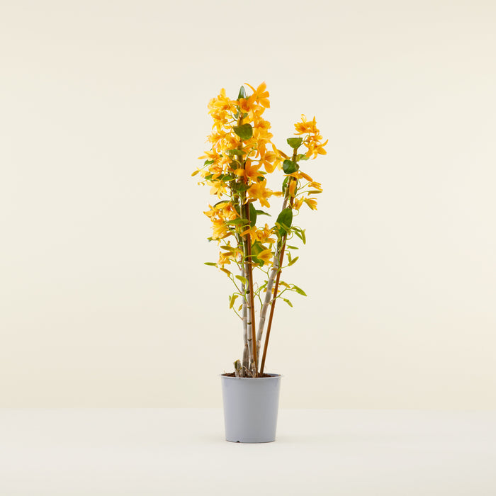 Orange Bambusorchidee